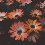 Perennials vs. Annuals: How to Choose the Right Plants for Your Garden