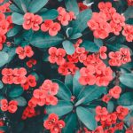 Attract More Bees, Butterflies, and Birds with These Pollinator-Friendly Plants