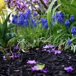 Mulch Mastery: Enhancing Your Garden with Nature’s Secret Weapon