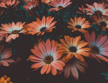 Perennials vs. Annuals: How to Choose the Right Plants for Your Garden